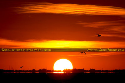 2014 - birds over Tampa Bay with the sun setting over St. Petersburg and Tampa landscape stock photo #3985