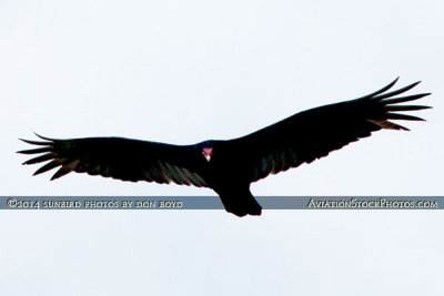 2014 - Turkey Vulture (Buzzard) soaring over Miami Lakes bird stock photo #3660