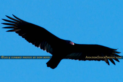 2014 - Turkey Vulture (Buzzard) soaring over Miami Lakes bird stock photo #3662