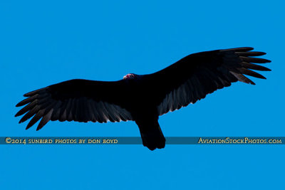 2014 - Turkey Vulture (Buzzard) soaring over Miami Lakes bird stock photo #3664