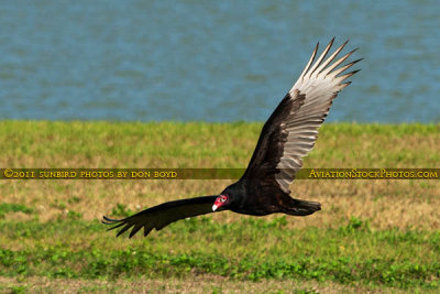 2014 - Turkey Vulture (Buzzard) at the infield of Hialeah Park bird stock photo #6876