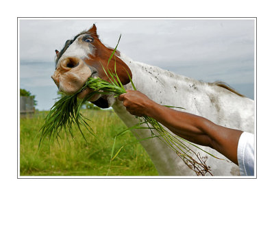 Horse Eating Grass