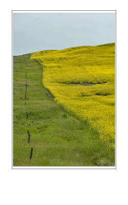 Fence Line