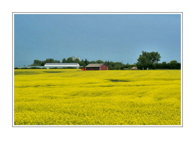 Canola Field