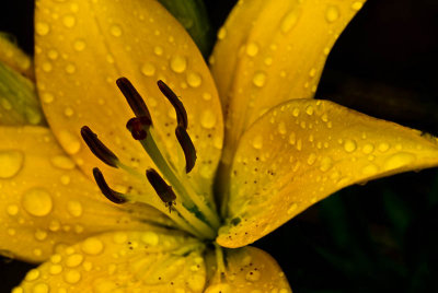 1162. Wet yellow flower