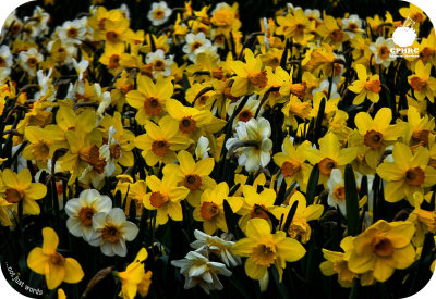 1437. Daffodils