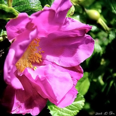 Vibrancy