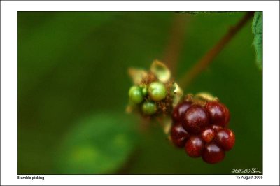 Berry, berry halle