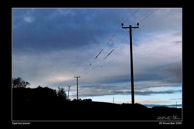 547. Birds on a wire