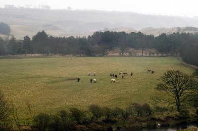 582. Lunan cattle
