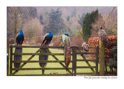 609. Five fat peacocks