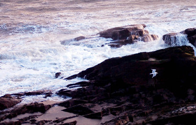 657. Gull over Auchmithie rocks