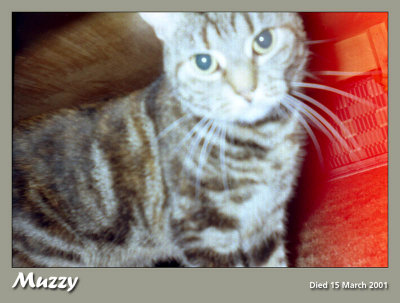 902. Muzzy