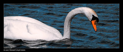 939. Swan