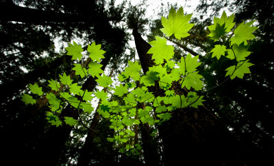 Vine Maple Along The Thunder Knob Trail  (MRF_051913-530-2.jpg)