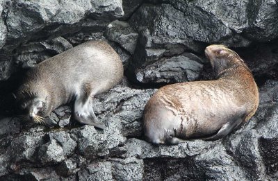 Fur Seals, 1