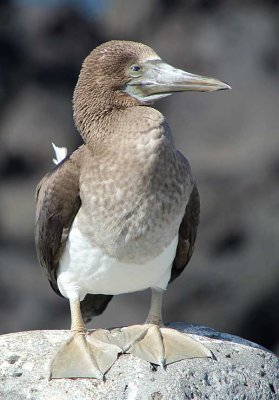  A young blue-footed booby, the colour of its feet hasn't turned blue yet