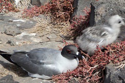 Swallow tailed gull and its young