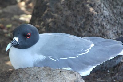 Swallow tailed gull