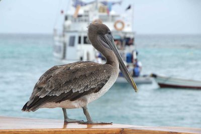 Pelican onboard