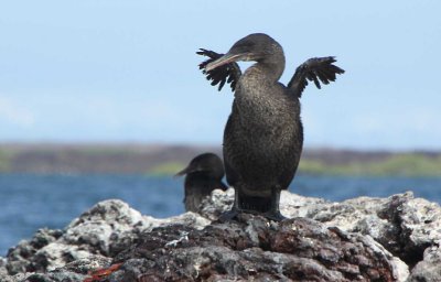 Flightless cormorant flapping its short wings