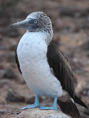 Sea birds of Galapagos Islands