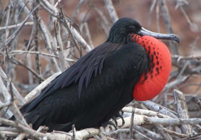 Male frigate bird puffiing up its red pouch