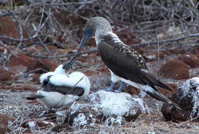Feeding chick blue-footed booby
