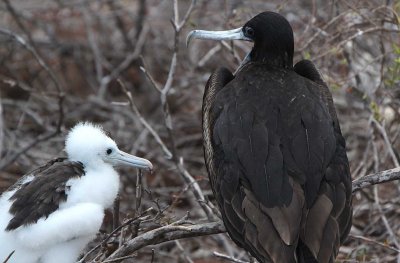 Frigate bird and its chick