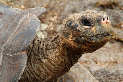 The Galapagos Tortoise 