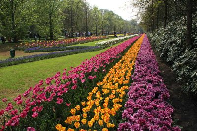 Keukenhof -- the bloom of 7 million flowers