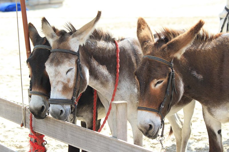 There are donkey rides, too