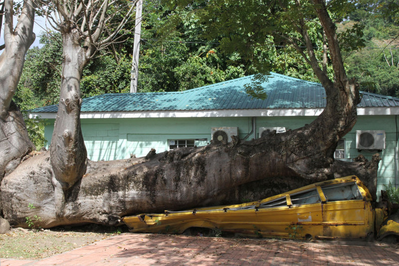 Squashed Bus In Botanical Gardens With Baobob Tree Regrowing On