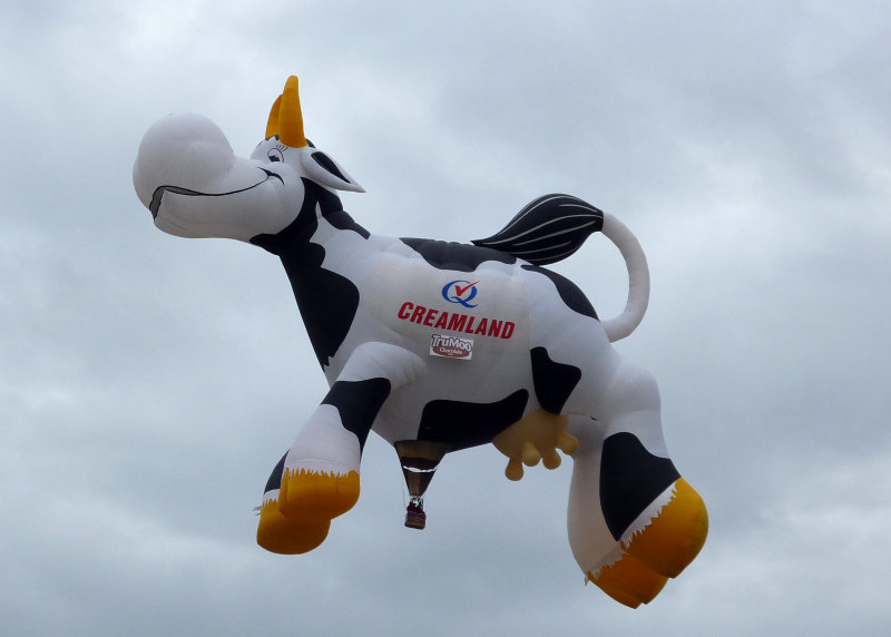 A big cheer arose when the 20 person team for Airabelle the Flying Cow got her airborne!