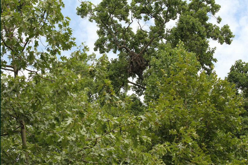 Before you get to brown No Parking this Side sign on left, look to your left, way up.  Heres nest with 70 mm lens.