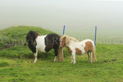 In Gulberwick, we saw cute Shetland ponies - wow!  They are NOT all over the place, so I was thrilled.