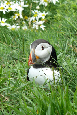 Not much time to go south, very foggy, end of puffin season - but then I got to Sumburgh & there they were!