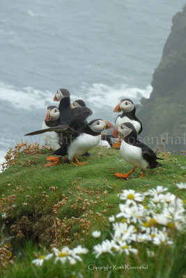 Puffin party on the cliff at Sumburgh Head nature reserve