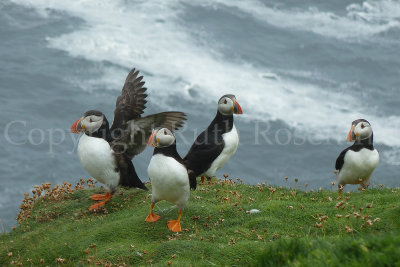 It's a puffin party!