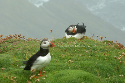 Puffins, as viewed from behind the stone wall
