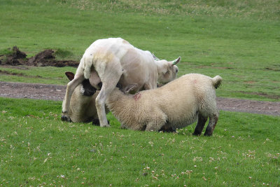 Sheep - lunch time!