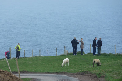 And wander they do!  (Sumburgh Head)