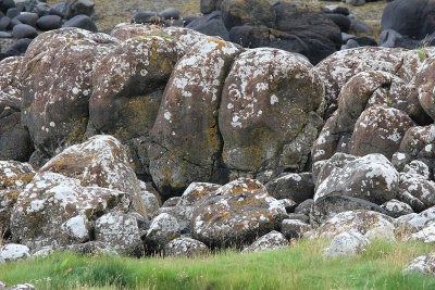 Lichen on boulders