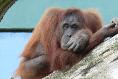 Thoughtful orangutan. It's all happening at the zoo, you know!