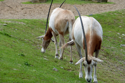 Howard convinced a kid that this was a unicorn! (Oryx)                       