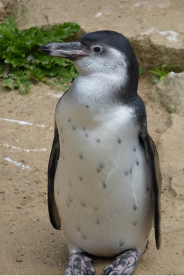 Pretty penguin.  