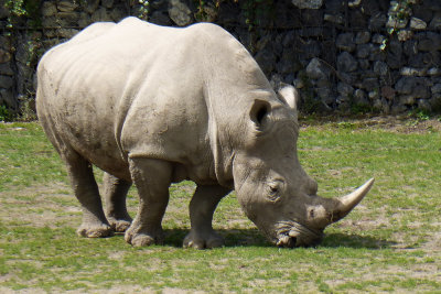 Huge rhino.  