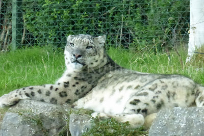 This is one of only a few places where you can see the endangered snow leopard.  (TA friend John O'Regan clued us in!) 