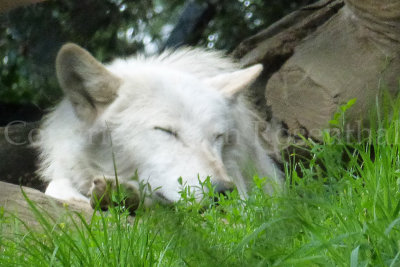 Aww!! He (she?) reminds me so much of Allie. (White wolf)