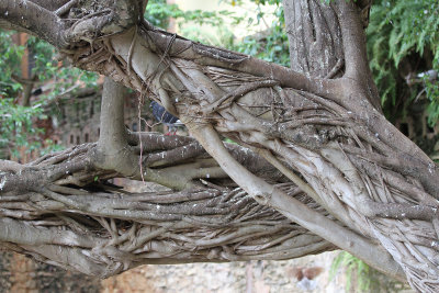 A very old tree in nearby Palomas Park - where the pigeons go!